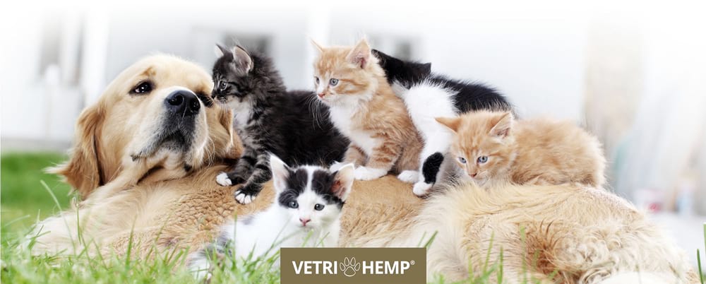 Bio CBD-Öl für Haustiere online kaufen