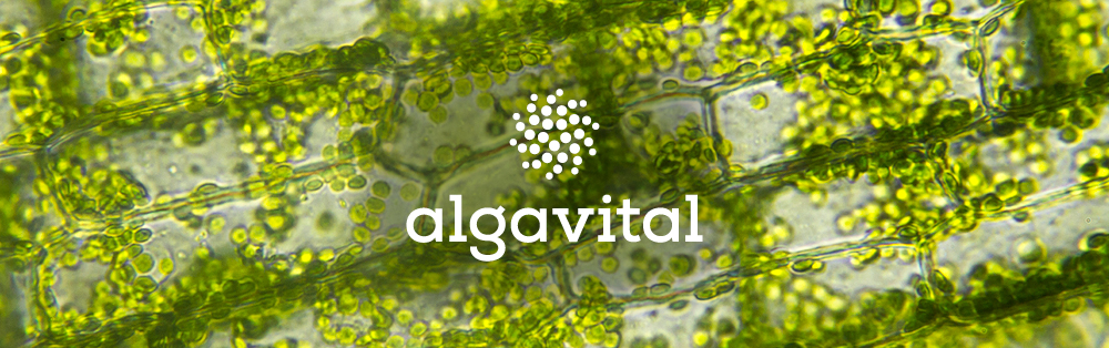 Bio Hanf-Lebensmittel online kaufen